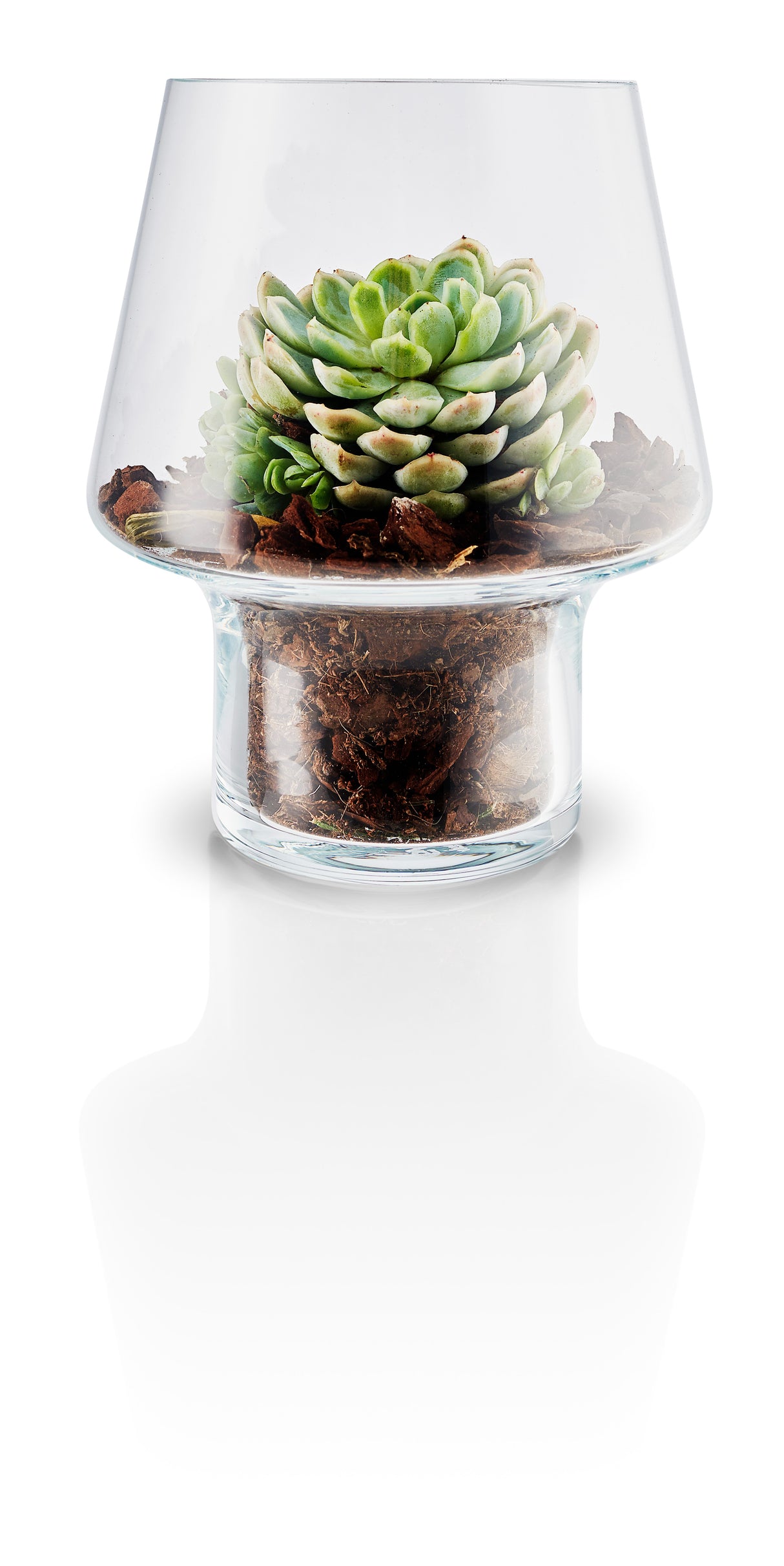 Succulent glass vase �15cm