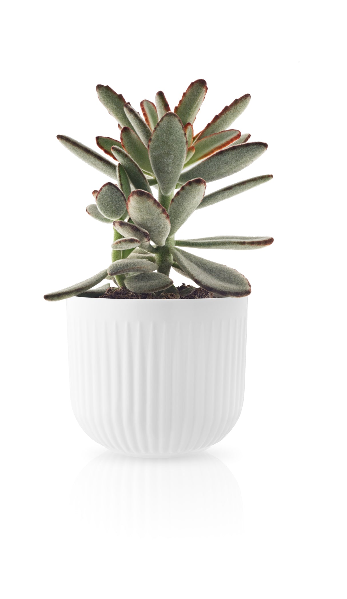 Legio Nova Flowerpot small