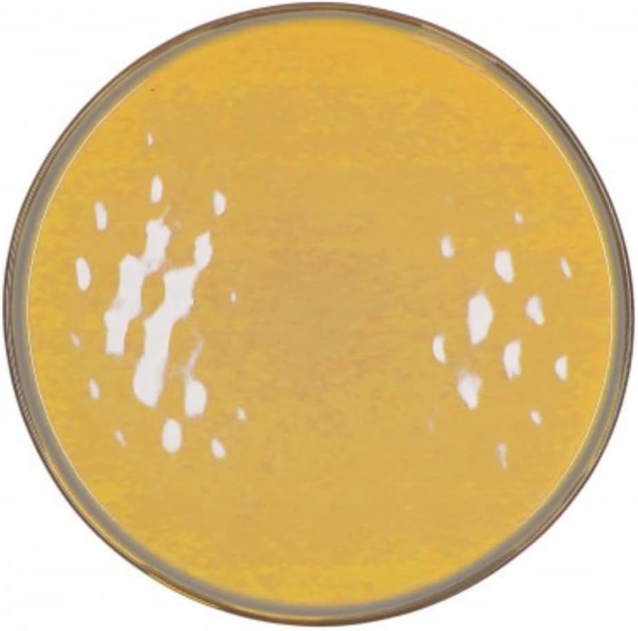 CONCERTO GLAM (Yellow) D339:D350OCRA Flat Plate 27cm