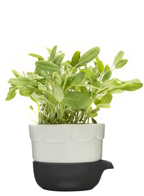 Green double-barelled growing pot sage green