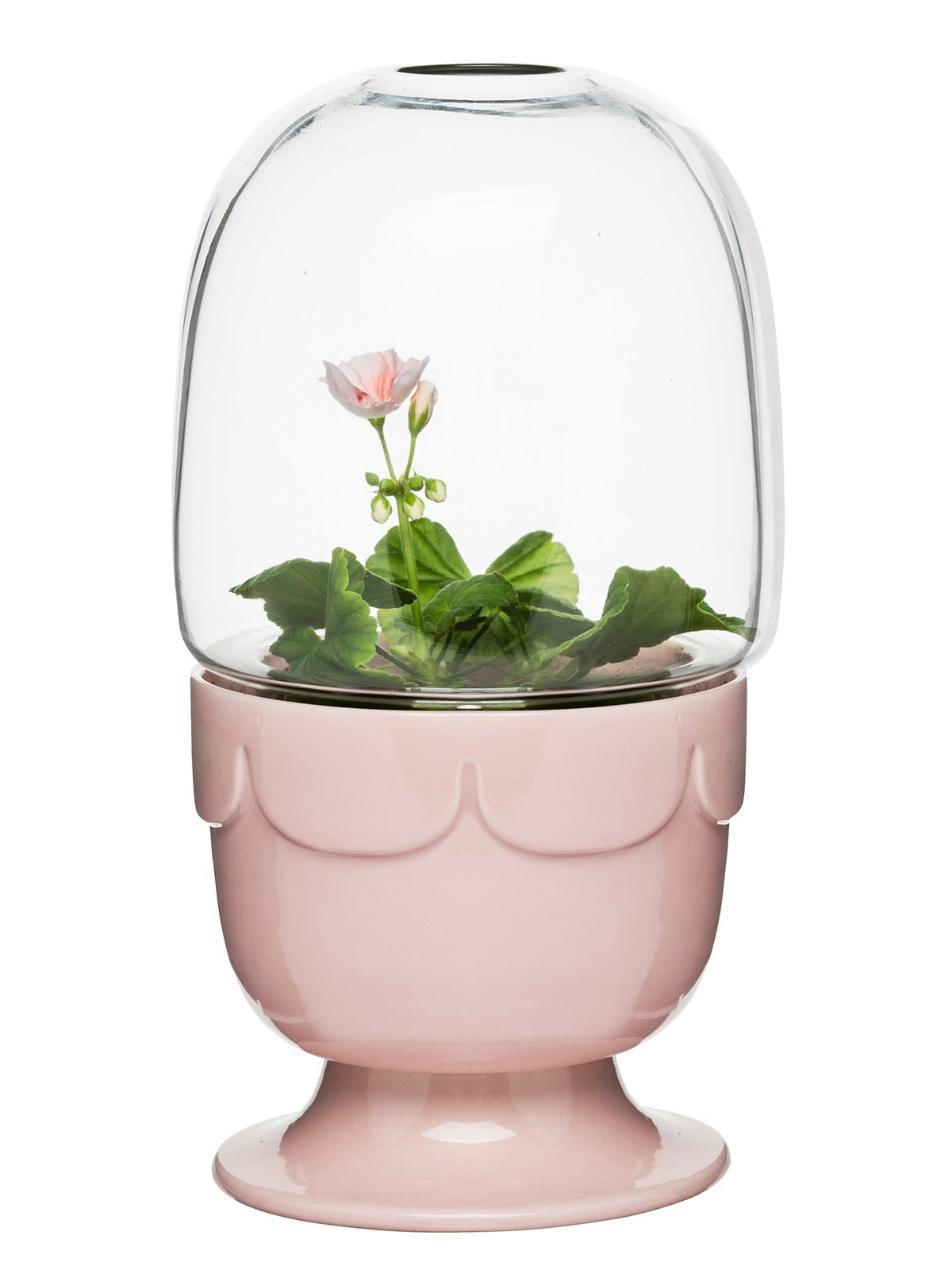 Greenhouse on foot with glass cover pelargonia pink