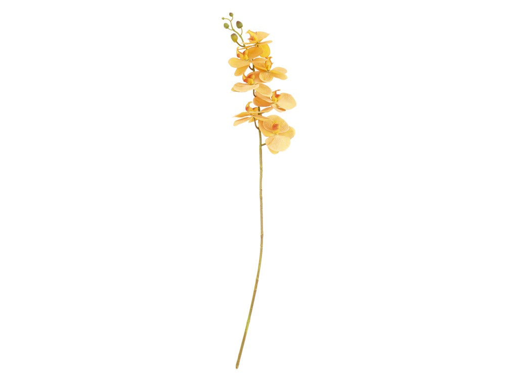 Orchid Styles 102 cm Amber