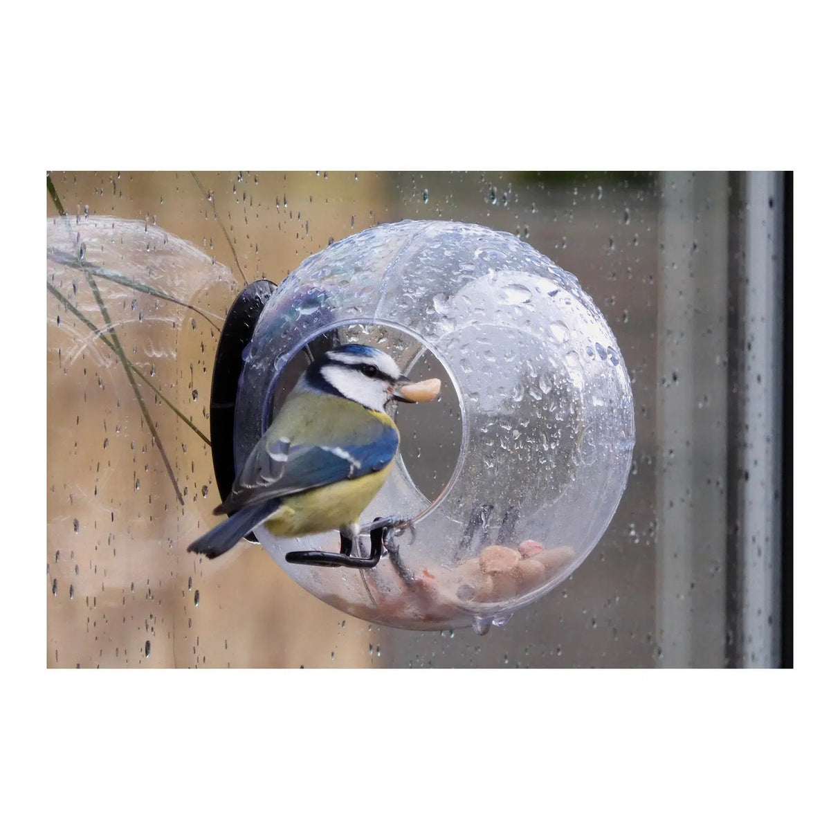 Bird Feeder Window Closeup