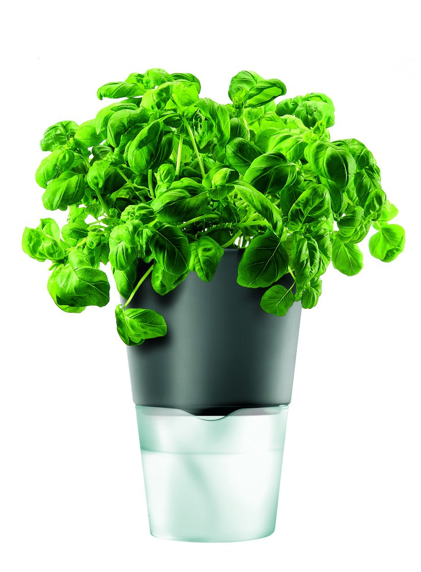 Herb pot 11 cm Dark grey