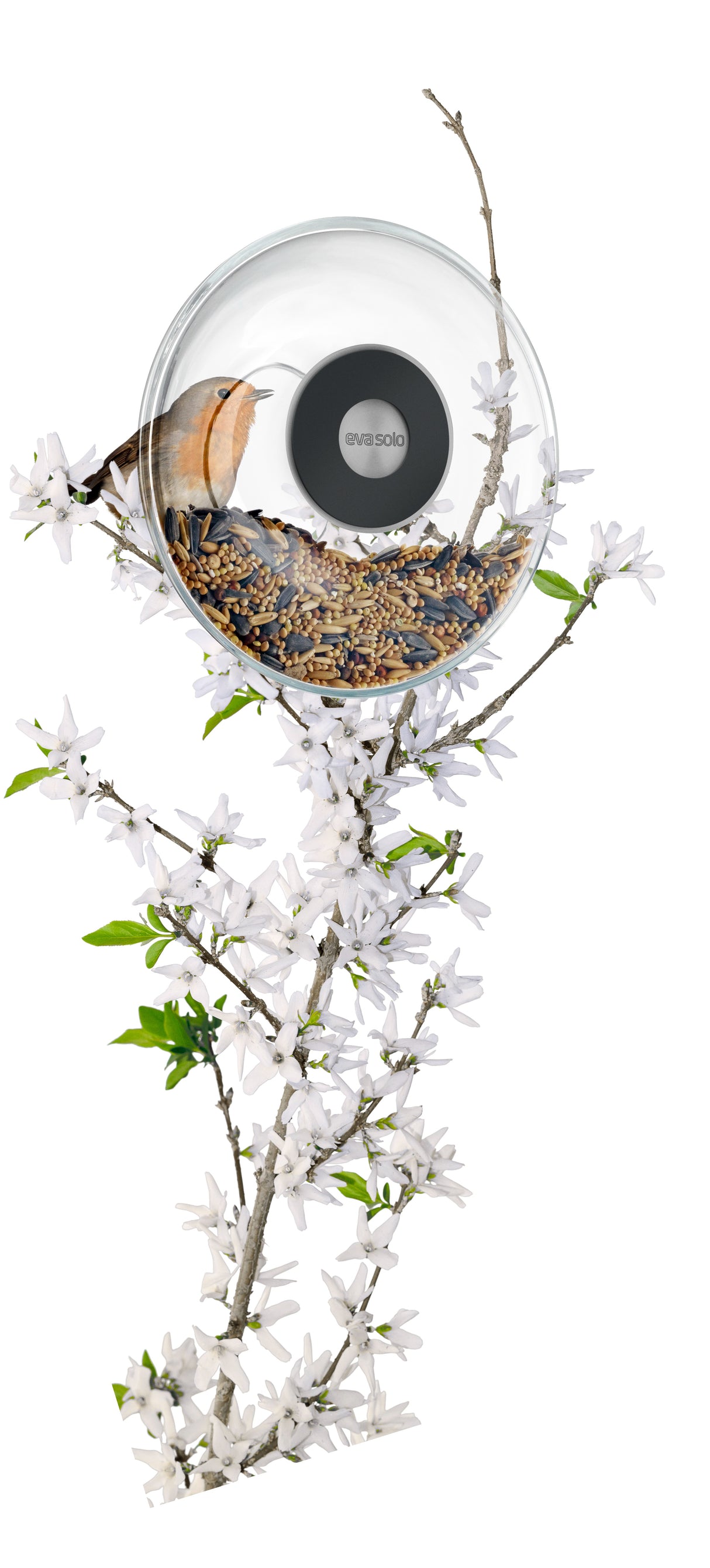 Window bird feeder