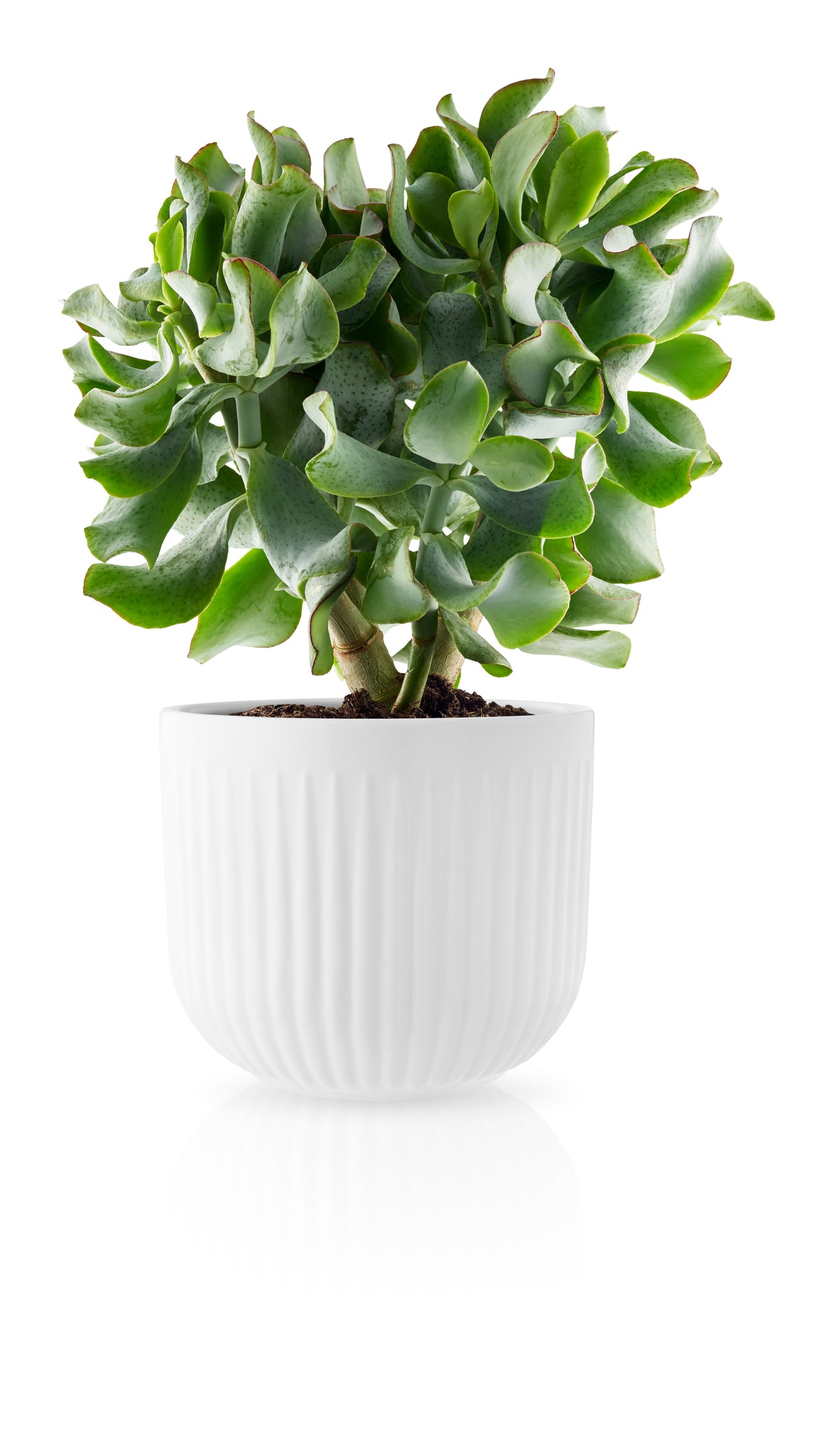 Legio Nova Flowerpot large