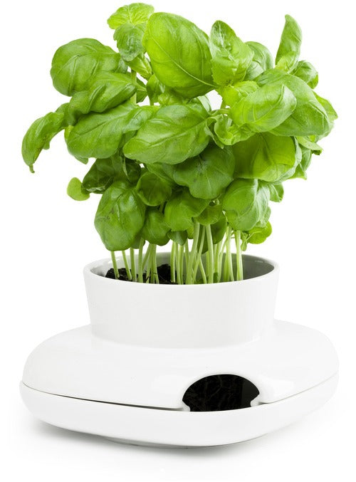 Herb pot  small