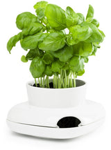 Herb pot  small