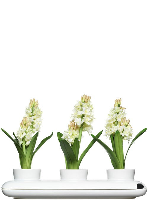 Trio herb pot