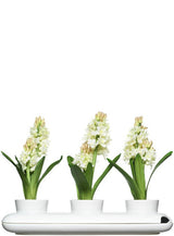 Trio herb pot